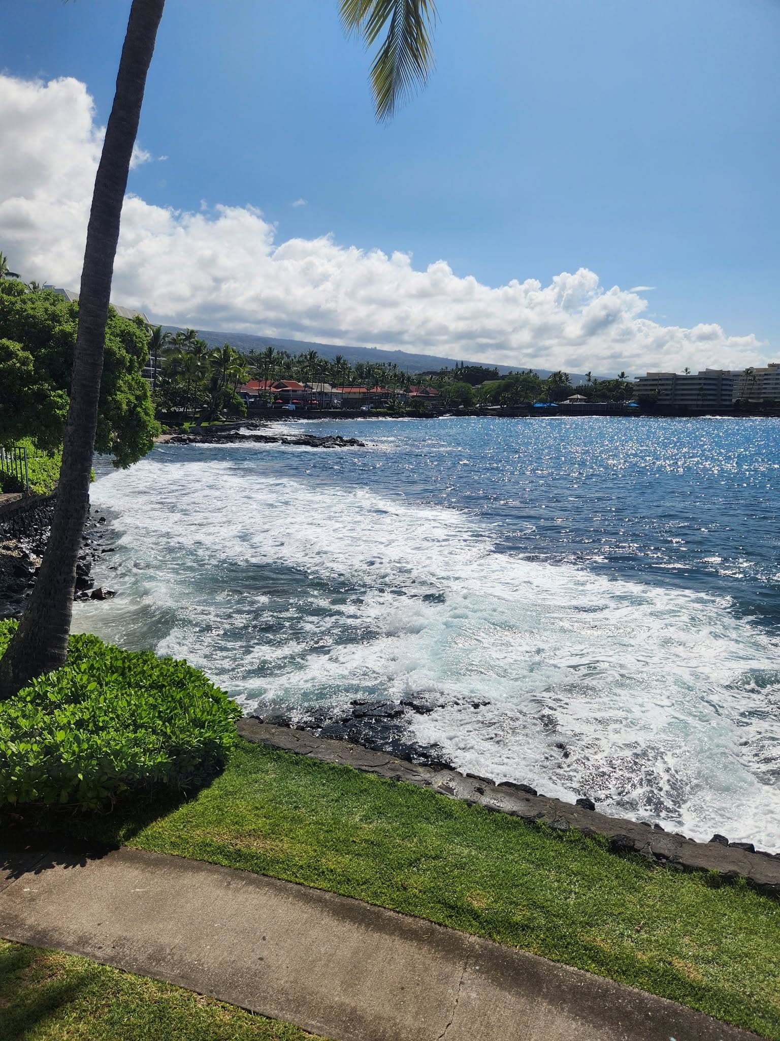 Palm-framed Hawaiian bay with rolling surf