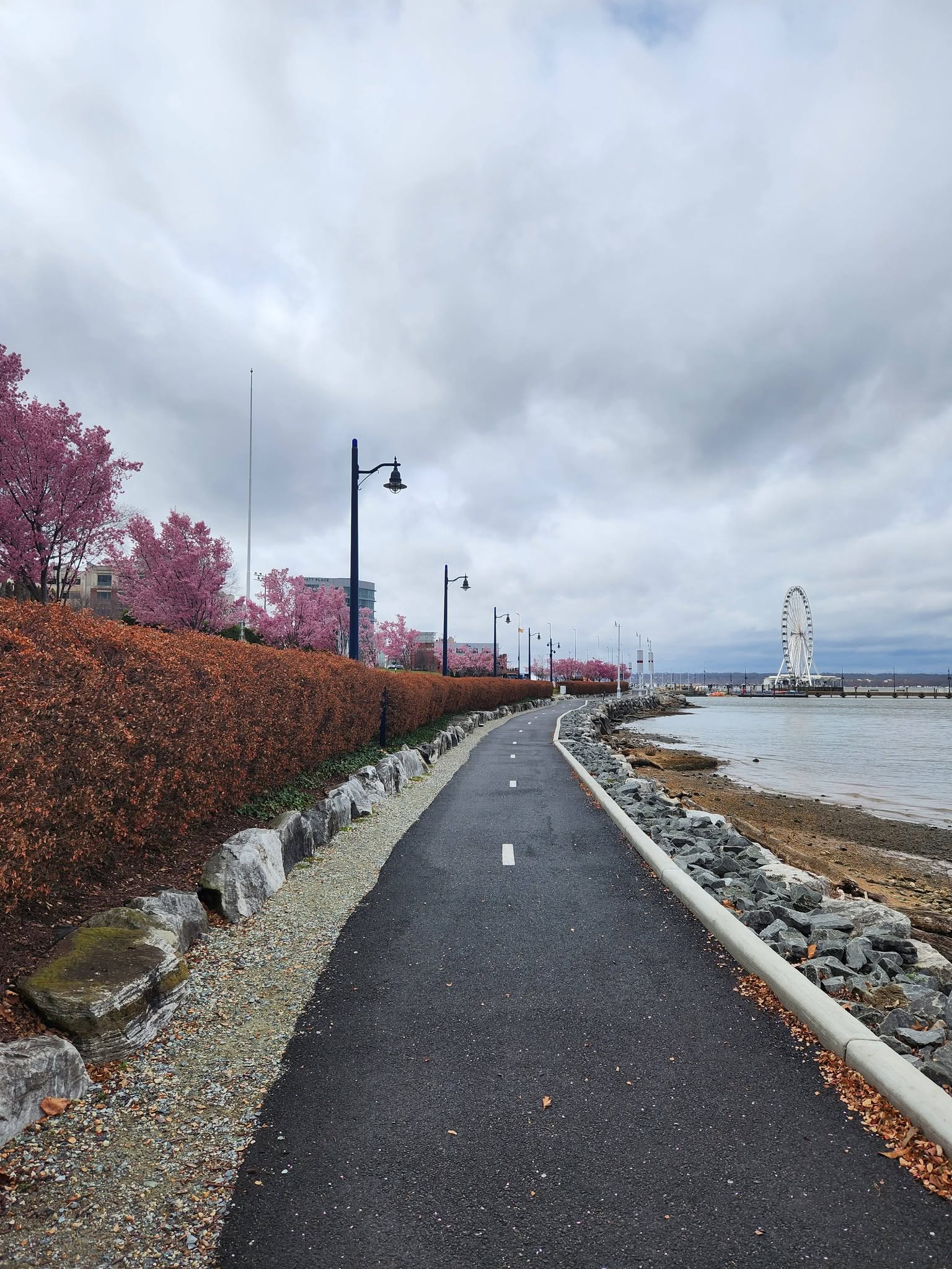 A waterfront walking path lined with cherry blossoms
